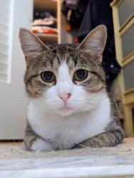 Lost Female Cat last seen Watertree Court, Grogans Point  77380, The Woodlands, TX 77380