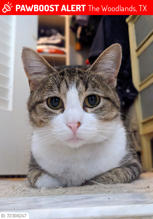 Lost Female Cat last seen Watertree Court, Grogans Point  77380, The Woodlands, TX 77380