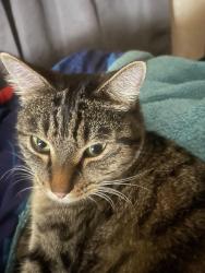 Lost Female Cat last seen Anywhere in hilltop, Puyallup, WA 98372