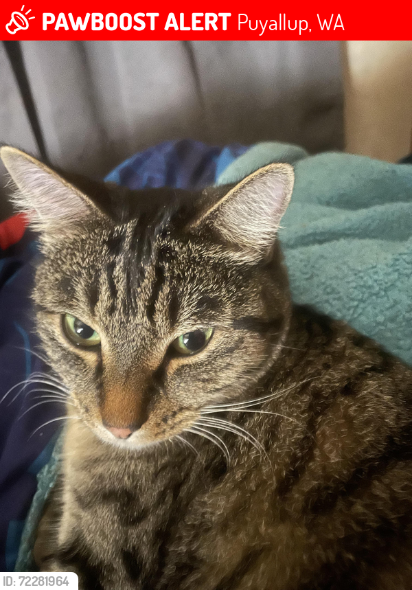 Lost Female Cat last seen Anywhere in hilltop, Puyallup, WA 98372