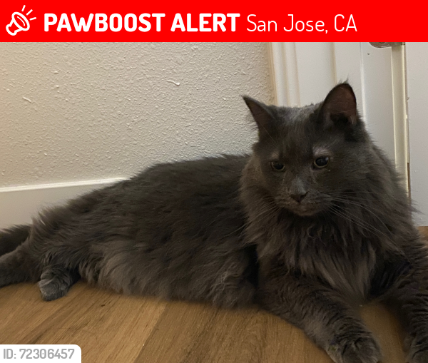Lost Male Cat last seen Casa Real apmts , San Jose, CA 95121