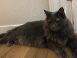 Lost Male Cat last seen Casa Real apmts , San Jose, CA 95121