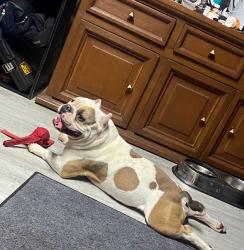 Lost Male Dog last seen N.Zarzamora, San Antonio, TX 78207