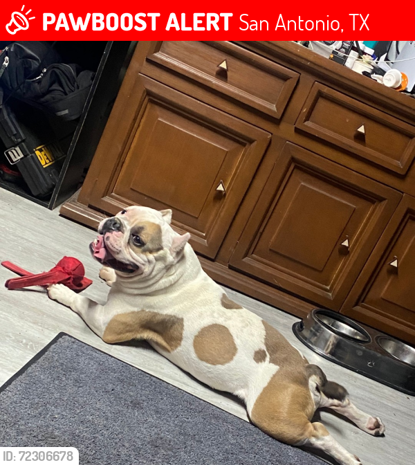 Lost Male Dog last seen N.Zarzamora, San Antonio, TX 78207