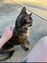 Lost Female Cat last seen Westgate & Stassney , Austin, TX 78745