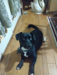 Lost Male Dog last seen 19th Street Kenova WV, Kenova, WV 25530