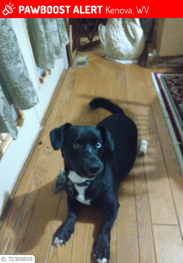 Lost Male Dog last seen 19th Street Kenova WV, Kenova, WV 25530