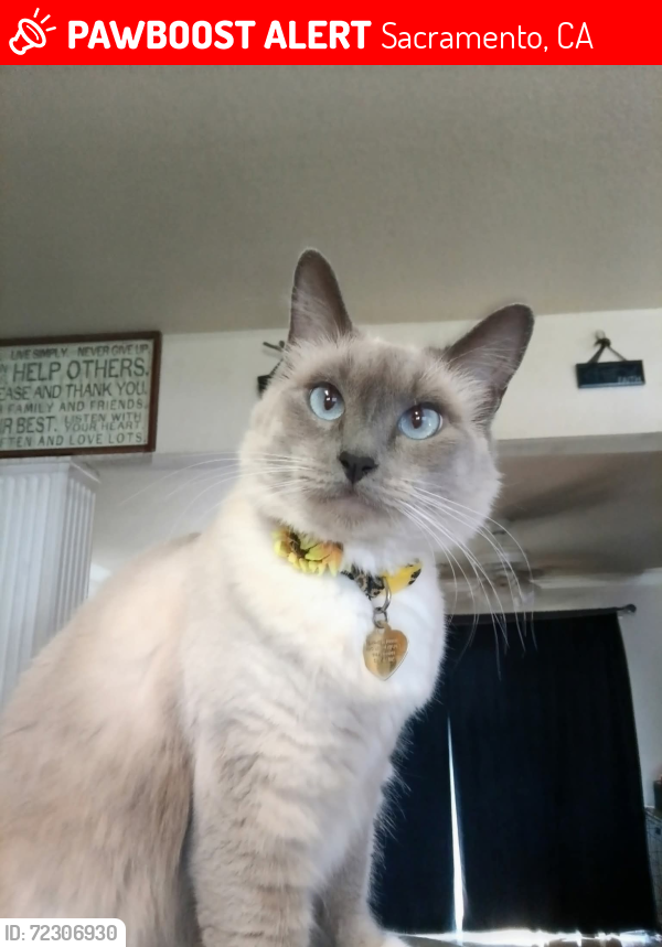 Lost Female Cat last seen Norwood ave, Sacramento, CA 95815