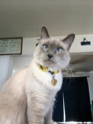 Lost Female Cat last seen Norwood ave, Sacramento, CA 95815