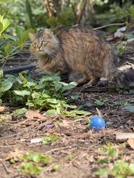 Lost Female Cat last seen Suydam stree or hart street area, near knickerbocker ave, Brooklyn, NY 11237