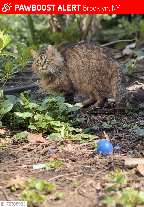 Lost Female Cat last seen Suydam stree or hart street area, near knickerbocker ave, Brooklyn, NY 11237