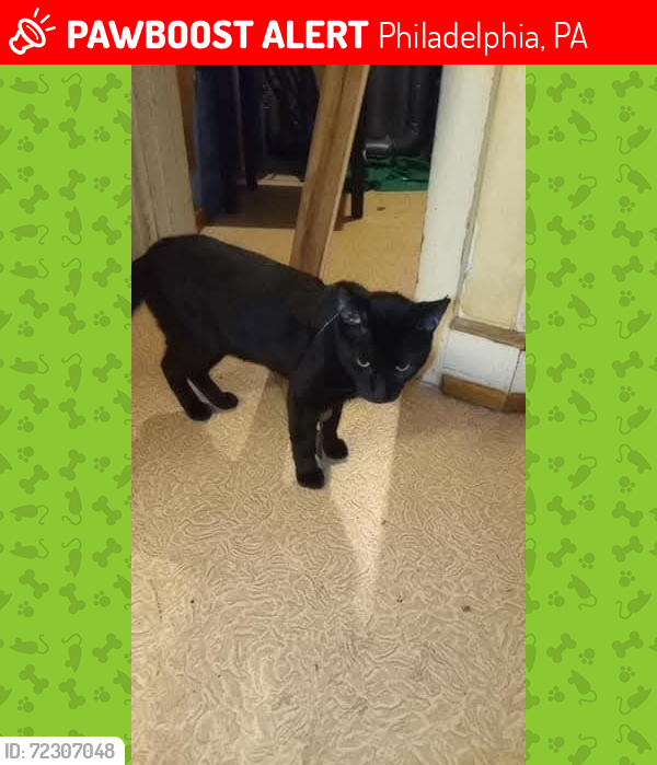 Lost Male Cat last seen Near Carroll st , Philadelphia, PA 19142