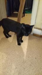 Lost Male Cat last seen Near Carroll st , Philadelphia, PA 19142