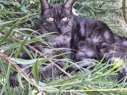 Lost Male Cat last seen Signal Butte and Elliot , Mesa, AZ 85212