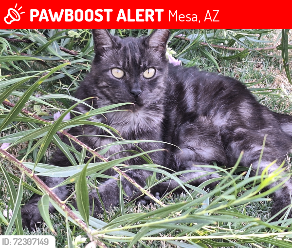 Lost Male Cat last seen Signal Butte and Elliot , Mesa, AZ 85212
