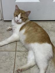 Lost Male Cat last seen Olive ave, Perris, CA 92570