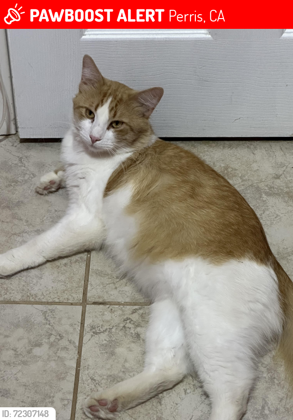 Lost Male Cat last seen Olive ave, Perris, CA 92570