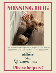 Lost Male Dog last seen N 24st and w beech st, Rogers, AR 72756