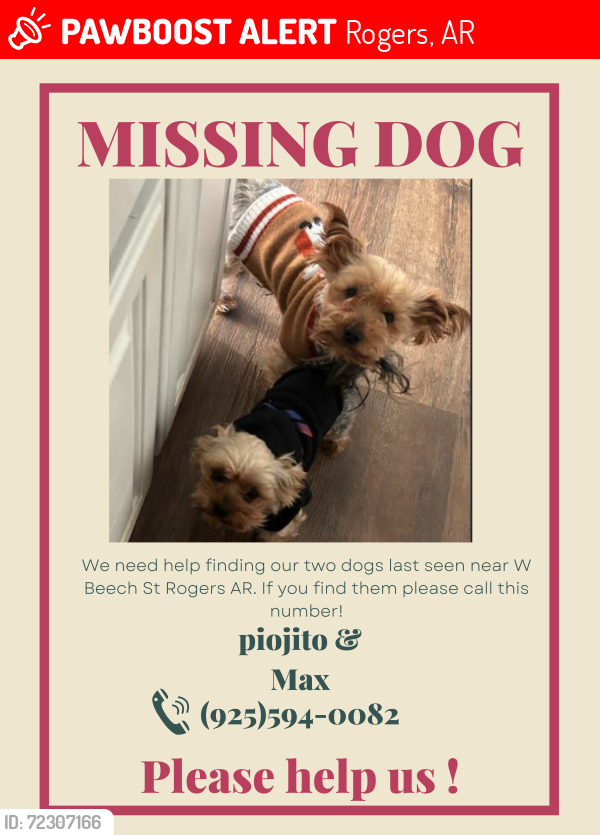 Lost Male Dog last seen N 24st and w beech st, Rogers, AR 72756