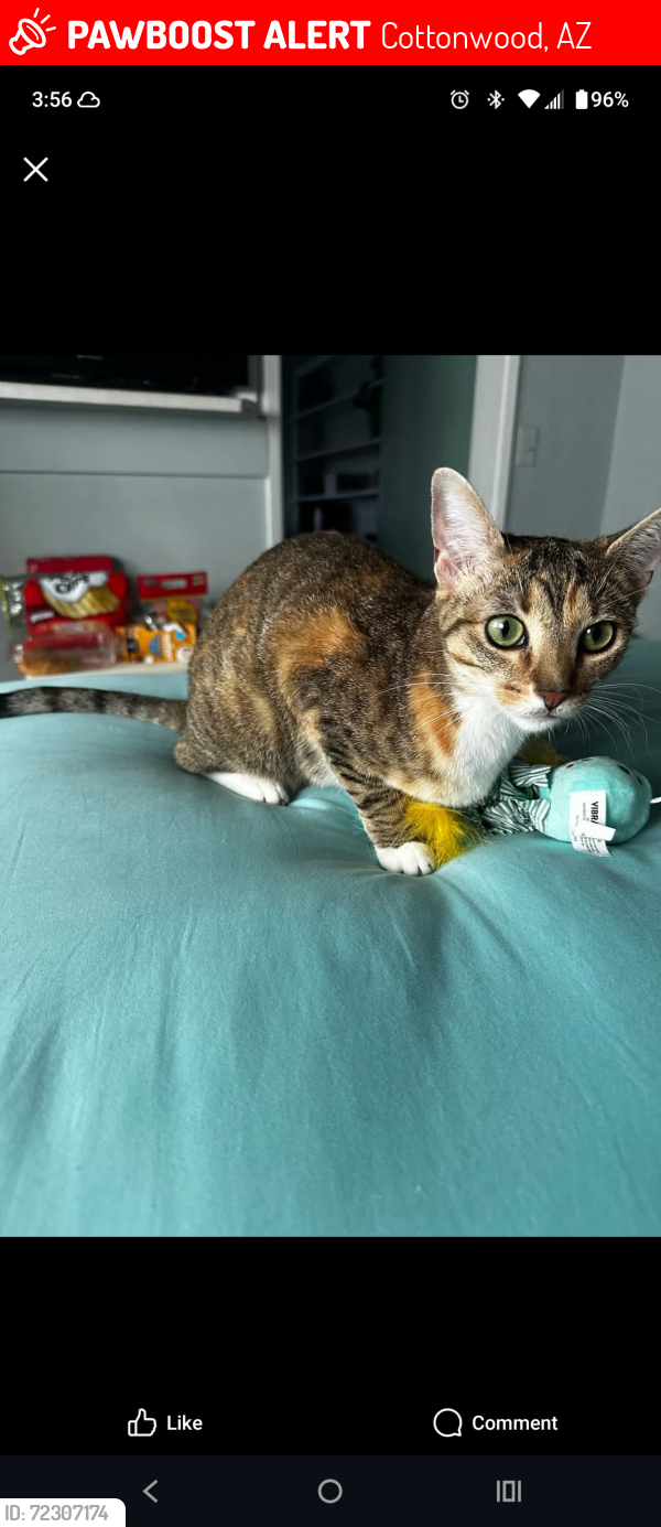 Lost Female Cat last seen Next to McDonald's across from Frys, Cottonwood, AZ 86326