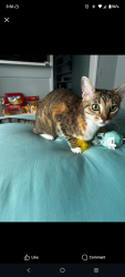 Lost Female Cat last seen Next to McDonald's across from Frys, Cottonwood, AZ 86326