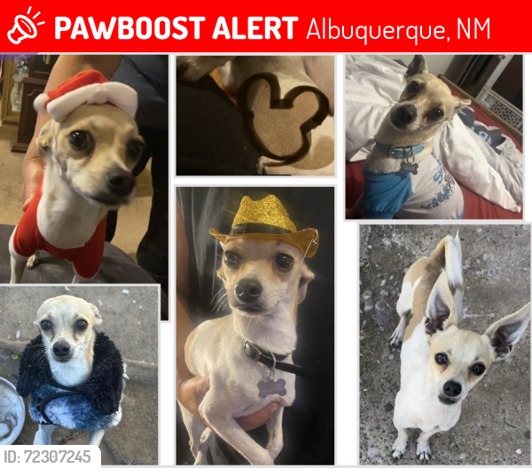 Lost Male Dog last seen 8th st and pacific, Albuquerque, NM 87102