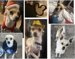 Lost Male Dog last seen 8th st and pacific, Albuquerque, NM 87102