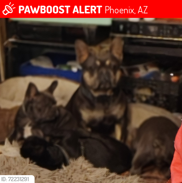 Lost Male Dog last seen 43rd Ave and Thomas Road, Phoenix, AZ, Phoenix, AZ 85304