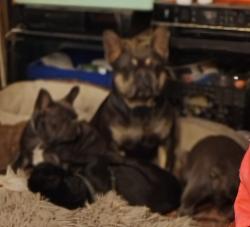 Lost Male Dog last seen 43rd Ave and Thomas Road, Phoenix, AZ, Phoenix, AZ 85304