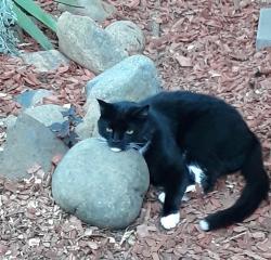 Lost Male Cat last seen Cedar & Grove, Rocklin, CA 95677
