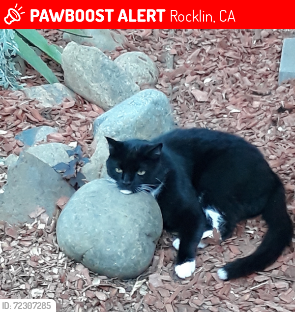 Lost Male Cat last seen Cedar & Grove, Rocklin, CA 95677