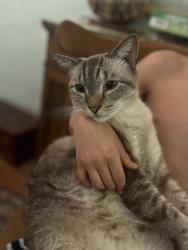 Lost Male Cat last seen Arlington Street, Sarasota , Sarasota, FL 34239