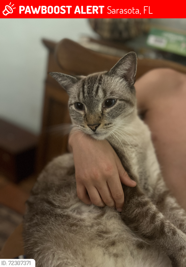 Lost Male Cat last seen Arlington Street, Sarasota , Sarasota, FL 34239