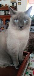 Lost Male Cat last seen George  Hildebran  school  rd, Connelly Springs, NC 28612