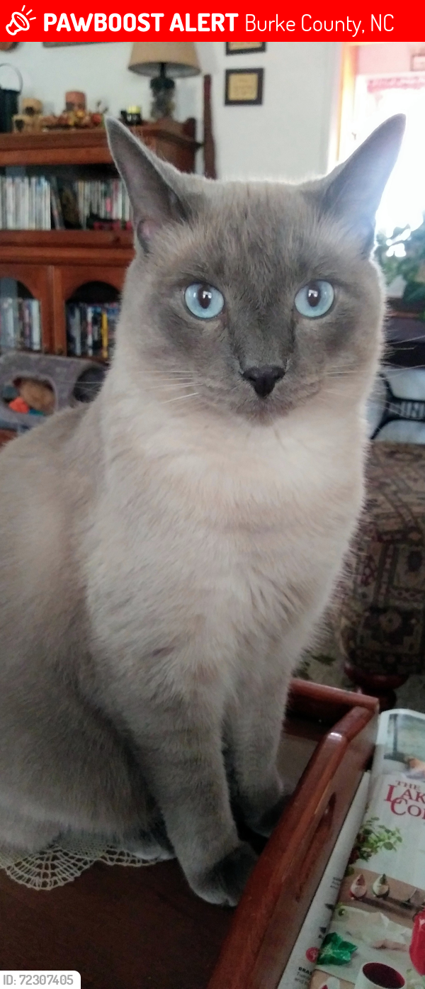 Lost Male Cat last seen George  Hildebran  school  rd, Connelly Springs, NC 28612