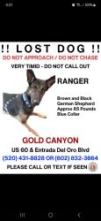 Lost Male Dog last seen The wash in Entrada Del Oro , Gold Canyon, AZ 85118