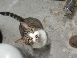 Lost Male Cat last seen Food Lion parking lot, Fayetteville, NC 28306