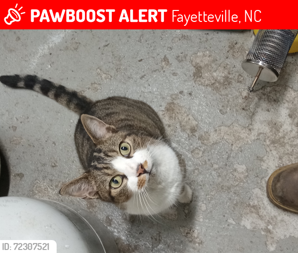 Lost Male Cat last seen Food Lion parking lot, Fayetteville, NC 28306