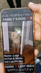 Lost Male Dog last seen Near 17th Ave  Paterson, NJ, Paterson, NJ 07501