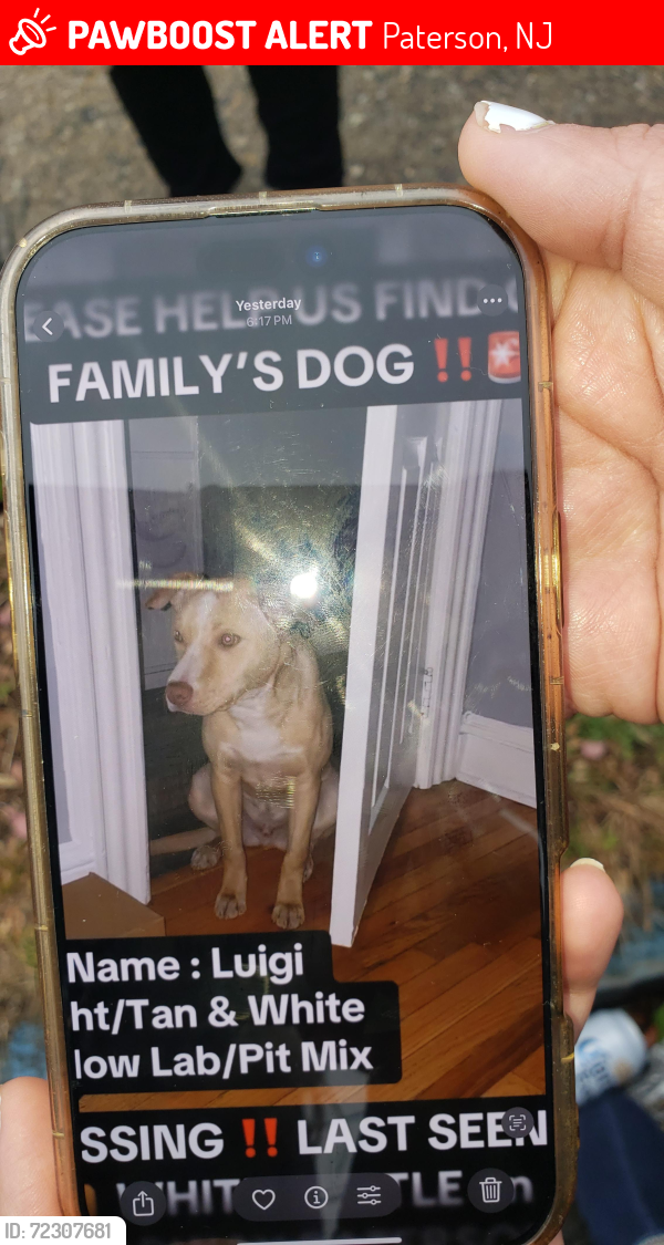 Lost Male Dog last seen Near 17th Ave  Paterson, NJ, Paterson, NJ 07501