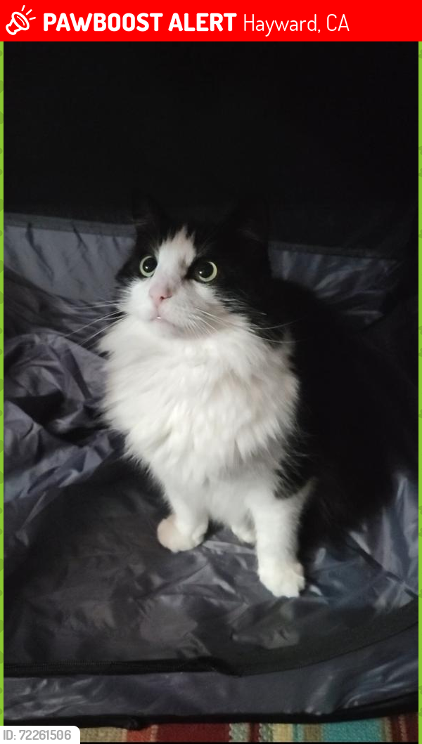 Lost Female Cat last seen I last saw her walking down my stairs, Hayward, CA 94546