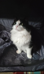 Lost Female Cat last seen I last saw her walking down my stairs, Hayward, CA 94546
