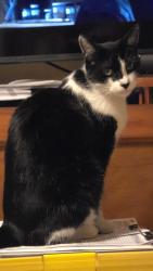 Lost Female Cat last seen Serrano and la mirada, Los Angeles, CA 90029