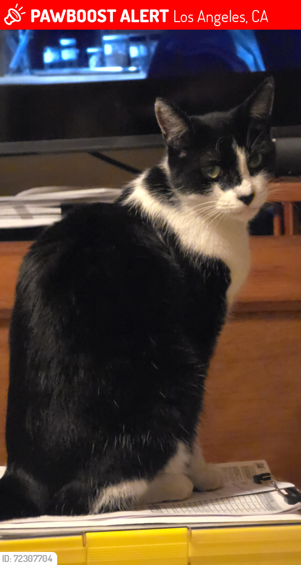 Lost Female Cat last seen Serrano and la mirada, Los Angeles, CA 90029