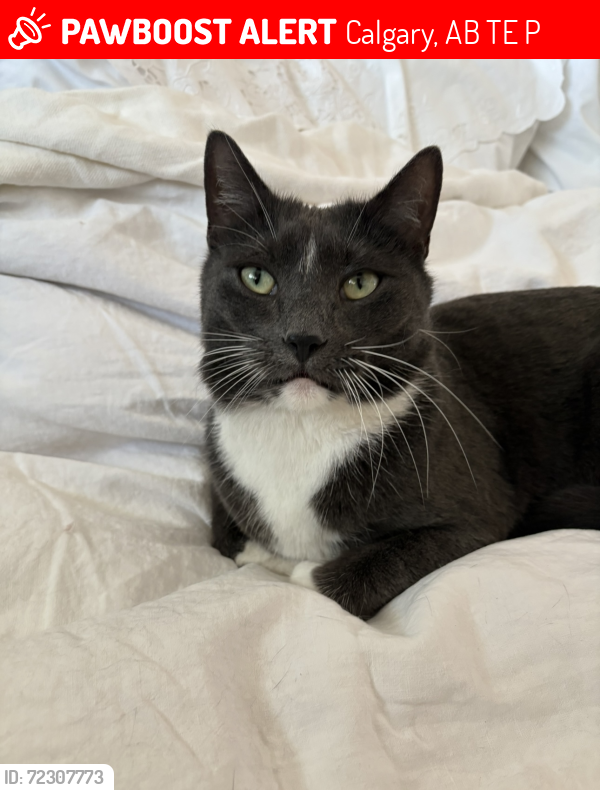Lost Male Cat last seen College truck & car wash, Starbucks, Calgary, AB T3E 2P8