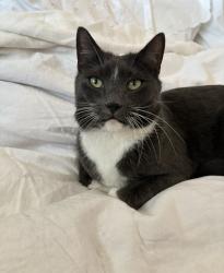 Lost Male Cat last seen College truck & car wash, Starbucks , Calgary, AB T3E 2P8