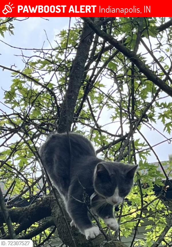 Lost Male Cat last seen Rosemont Ct, Indianapolis, IN 46254