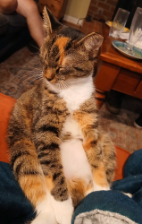 Lost Female Cat last seen Peaceful Orchard Drive, Hendersonville, Henderson County, NC 28792