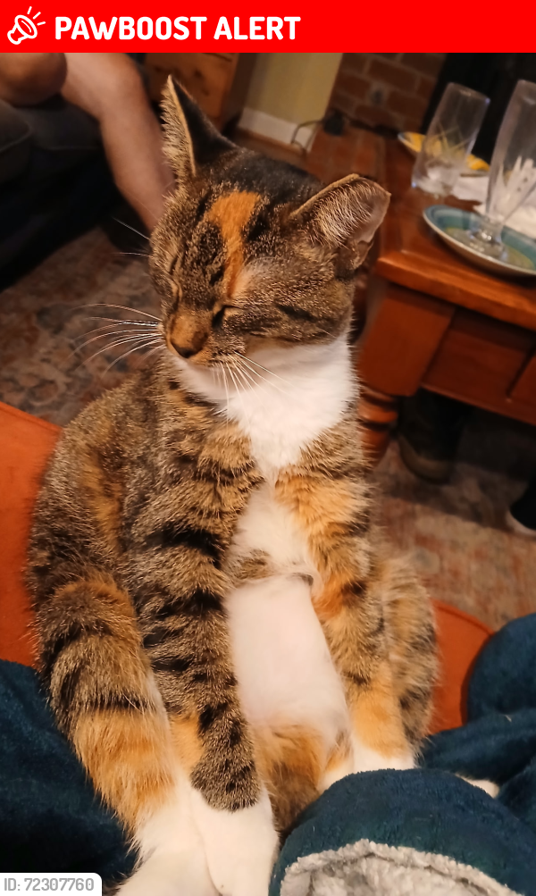Lost Female Cat last seen Peaceful Orchard Drive, Hendersonville, Henderson County, NC 28792