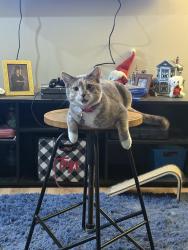 Lost Female Cat last seen Wynmoor cndmniums, St. Louis Park, MN 55426